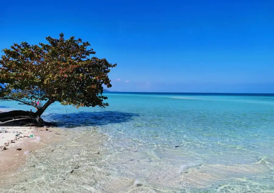 Scenic beach with a single palm tree during island hopping Danglai Resort