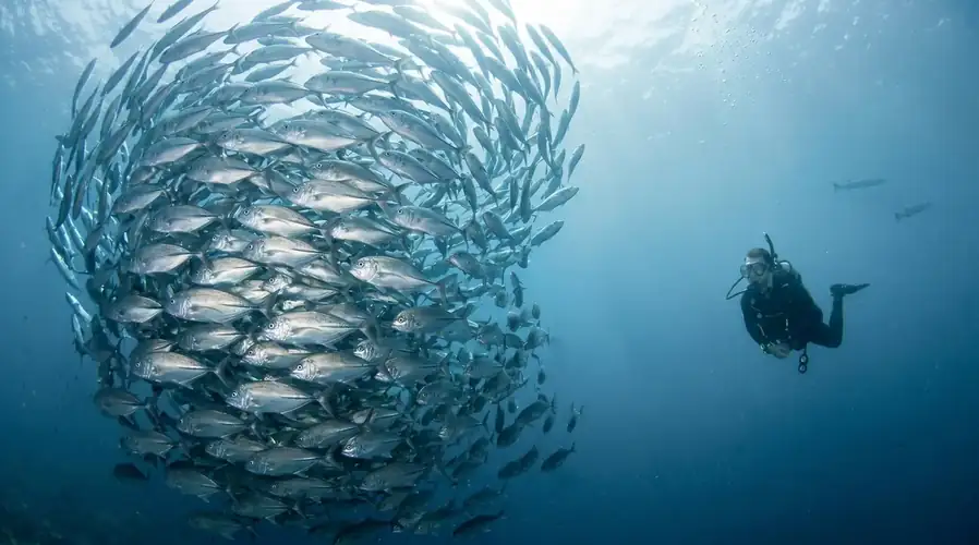 Scuba diving at the world-famous Sipadan Island Marine Park Danglai Resort