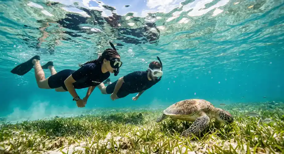 Close up of a sea turtle swimming in Semporna waters Danglai Resort